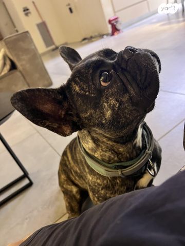 תמונת מודעה - חיות מחמד