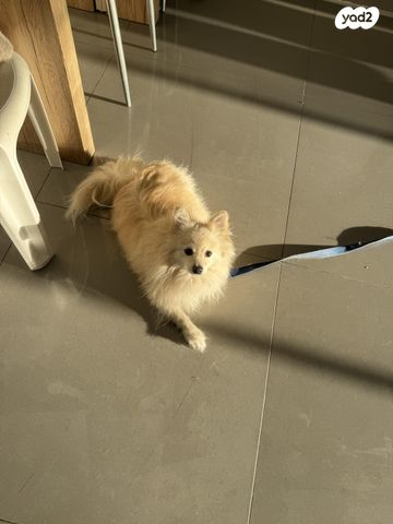 תמונת מודעה - חיות מחמד