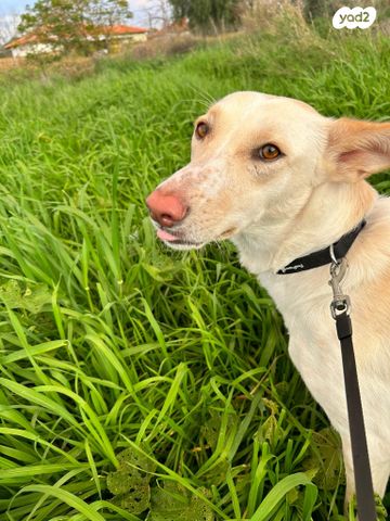 תמונת מודעה - חיות מחמד