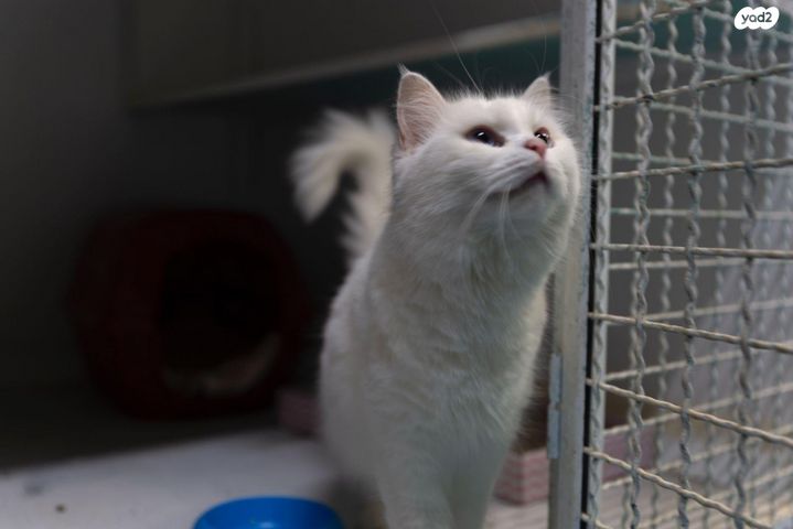 תמונת מודעה - חיות מחמד