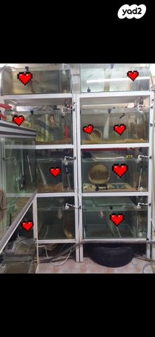 תמונת מודעה - חיות מחמד