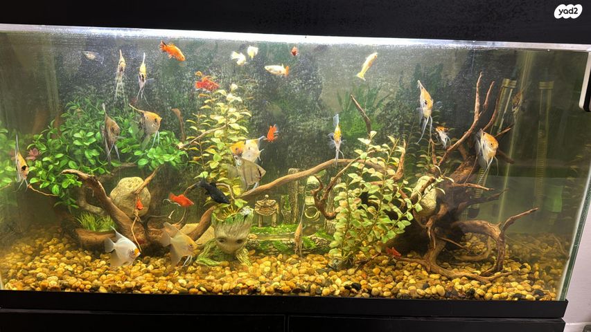 תמונת מודעה - חיות מחמד