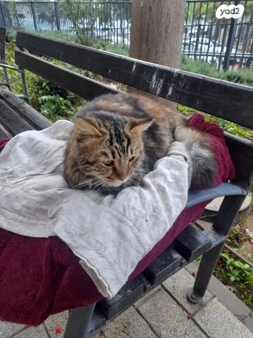 תמונת מודעה - חיות מחמד