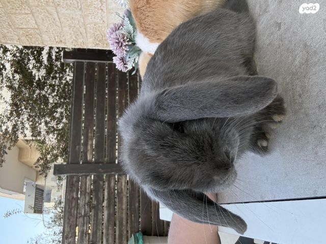 תמונת מודעה - חיות מחמד