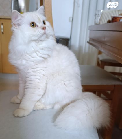 תמונת מודעה - חיות מחמד