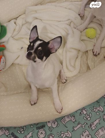 תמונת מודעה - חיות מחמד