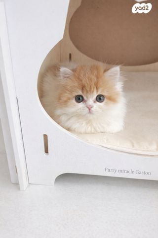 תמונת מודעה - חיות מחמד