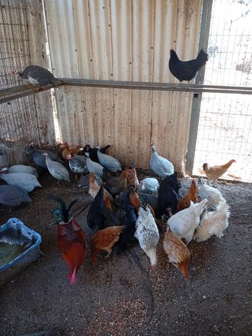 תמונת מודעה - חיות מחמד