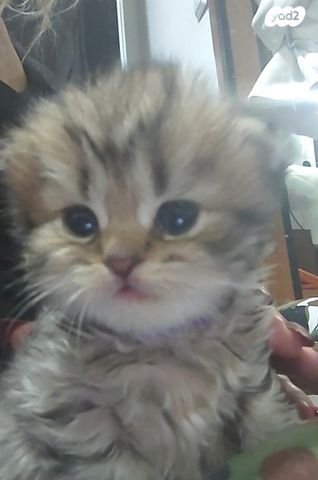 תמונת מודעה - חיות מחמד