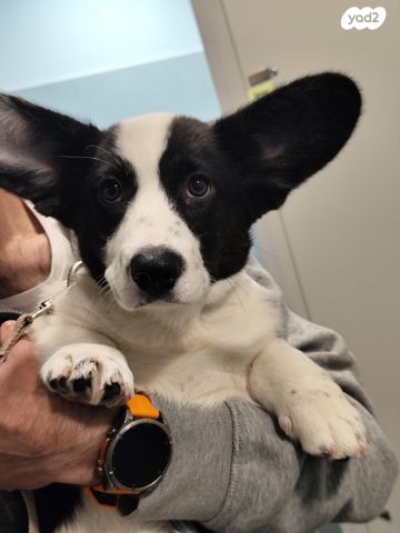 תמונת מודעה - חיות מחמד