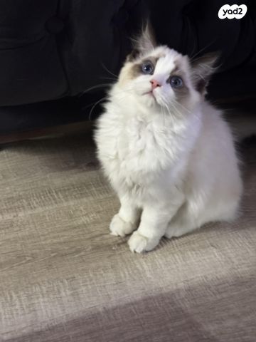 תמונת מודעה - חיות מחמד