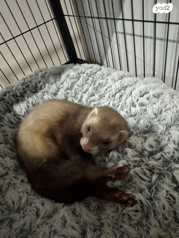 תמונת מודעה - חיות מחמד