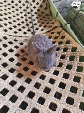 תמונת מודעה - חיות מחמד