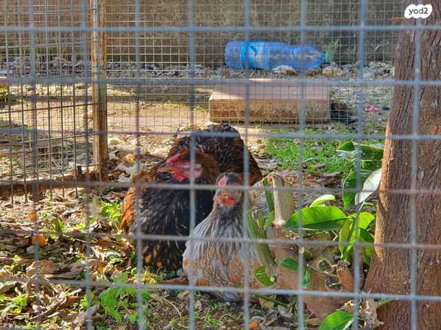 תמונת מודעה - חיות מחמד
