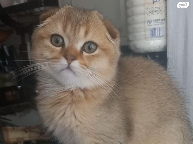 תמונת מודעה - חיות מחמד