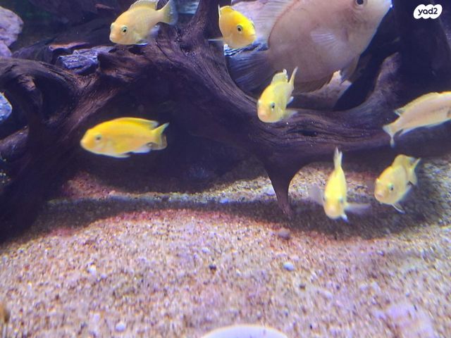 תמונת מודעה - חיות מחמד