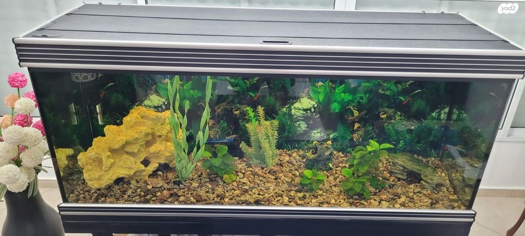 תמונת מודעה - חיות מחמד