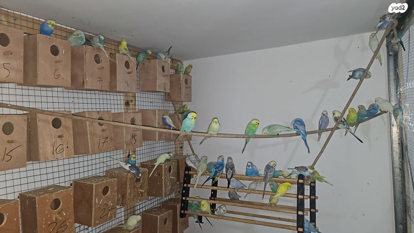 תמונת מודעה - חיות מחמד