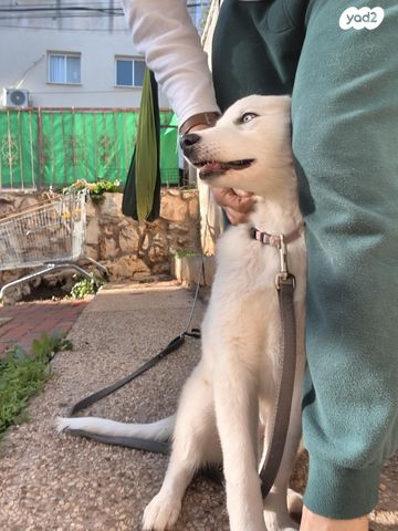 תמונת מודעה - חיות מחמד