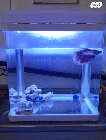 תמונת מודעה - חיות מחמד