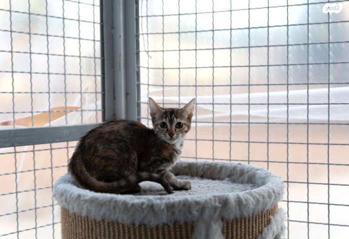 תמונת מודעה - חיות מחמד