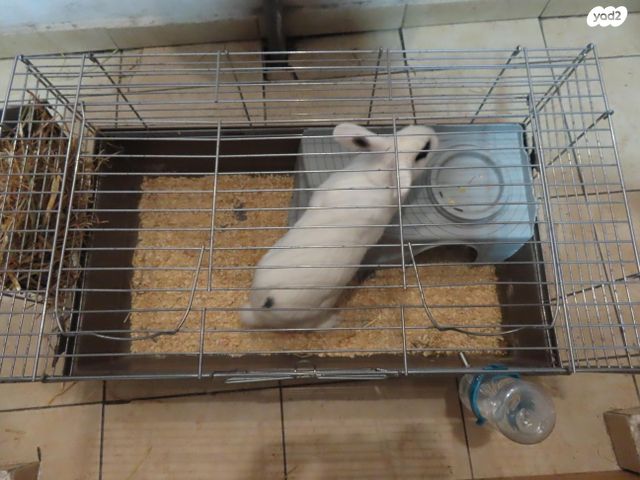 תמונת מודעה - חיות מחמד