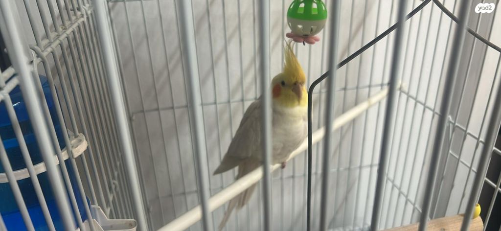 תמונת מודעה - חיות מחמד