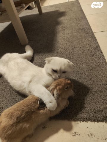 תמונת מודעה - חיות מחמד