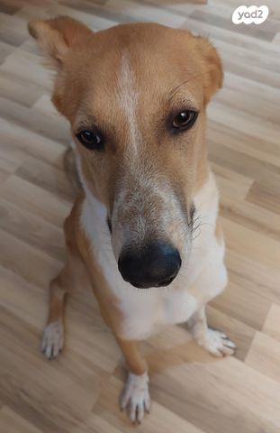 תמונת מודעה - חיות מחמד