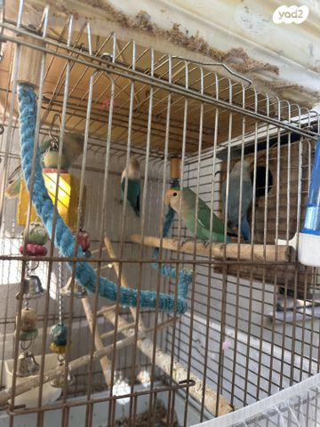 תמונת מודעה - חיות מחמד