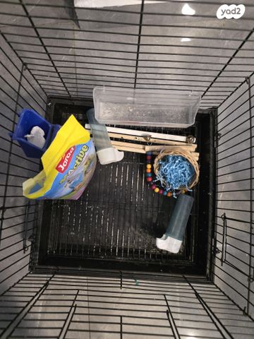 תמונת מודעה - חיות מחמד