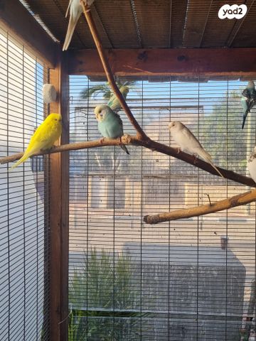 תמונת מודעה - חיות מחמד