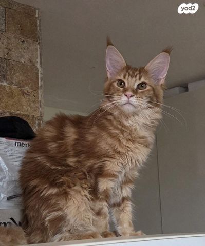 תמונת מודעה - חיות מחמד