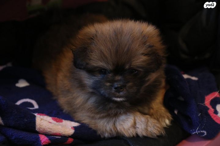 תמונת מודעה - חיות מחמד