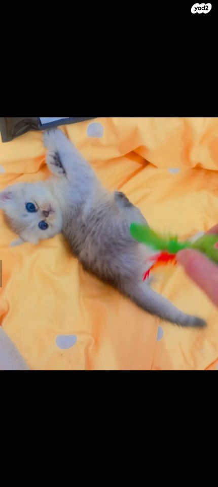 תמונת מודעה - חיות מחמד