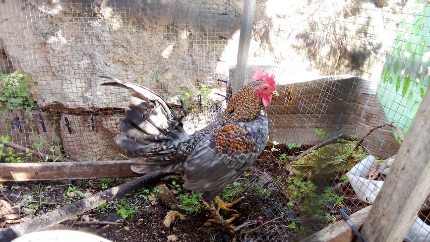 תמונת מודעה - חיות מחמד