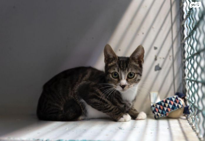 תמונת מודעה - חיות מחמד