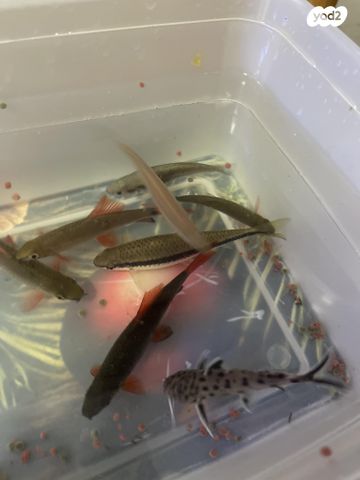 תמונת מודעה - חיות מחמד