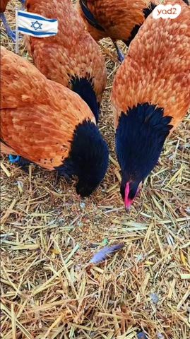 תמונת מודעה - חיות מחמד