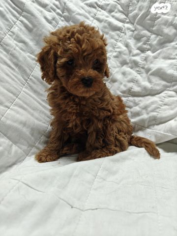 תמונת מודעה - חיות מחמד