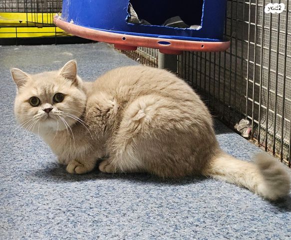 תמונת מודעה - חיות מחמד