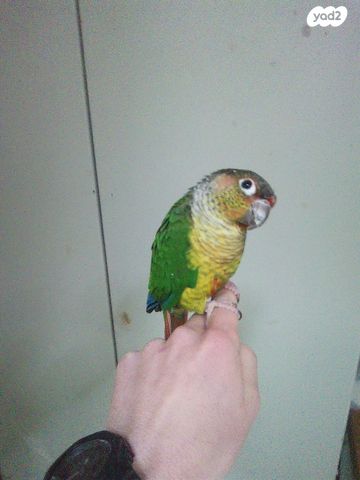 תמונת מודעה - חיות מחמד