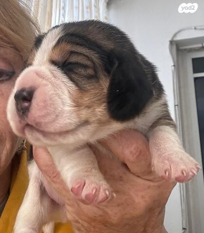 תמונת מודעה - חיות מחמד