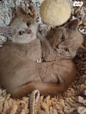 תמונת מודעה - חיות מחמד