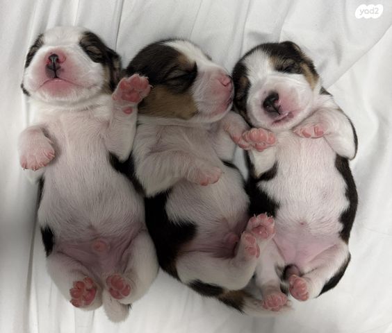 תמונת מודעה - חיות מחמד