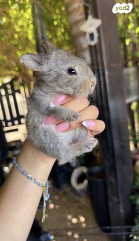 תמונת מודעה - חיות מחמד