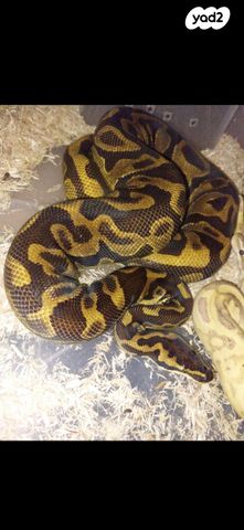 תמונת מודעה - חיות מחמד