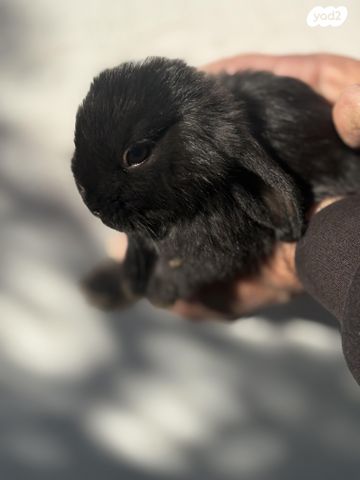 תמונת מודעה - חיות מחמד
