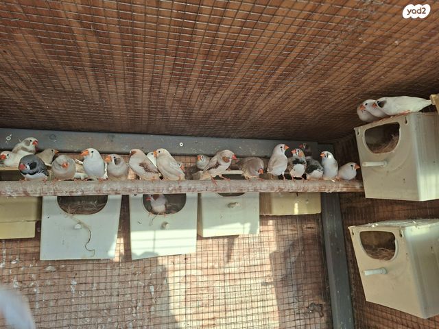 תמונת מודעה - חיות מחמד