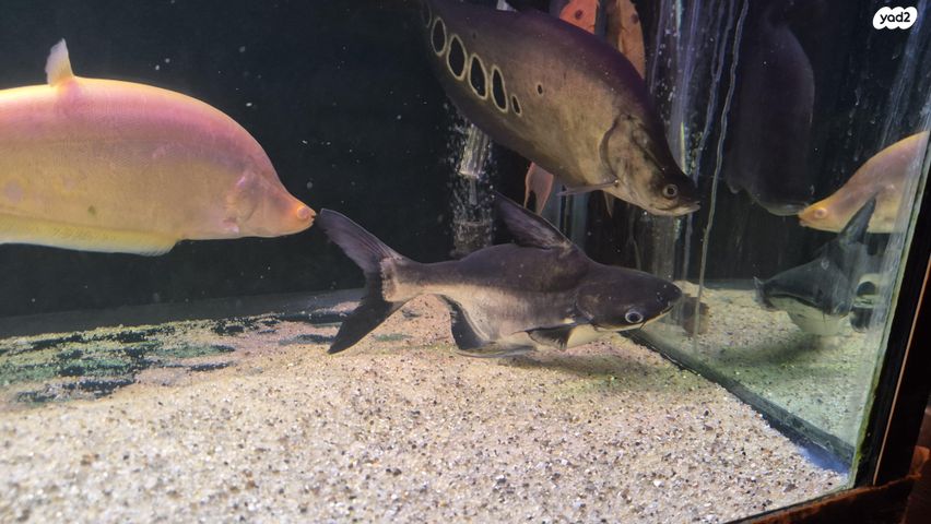 תמונת מודעה - חיות מחמד